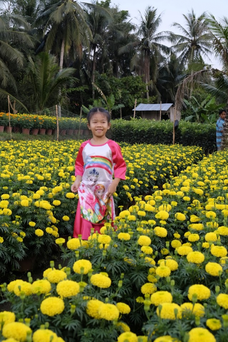 Hỏi thông tin tham quan làng hoa Sa Đéc dịp trước Tết 2021 Hỏi thông tin tham quan làng hoa Sa Đéc dịp trước Tết 2021