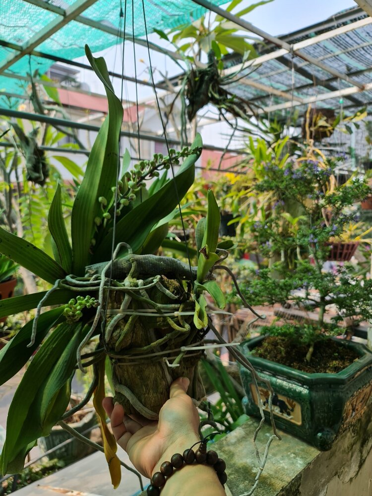Bài học cho dân tập sự chơi lan mùa Covid19 và chơi cả hồng :P Bài học cho dân tập sự chơi lan mùa Covid19 và chơi cả hồng :P
