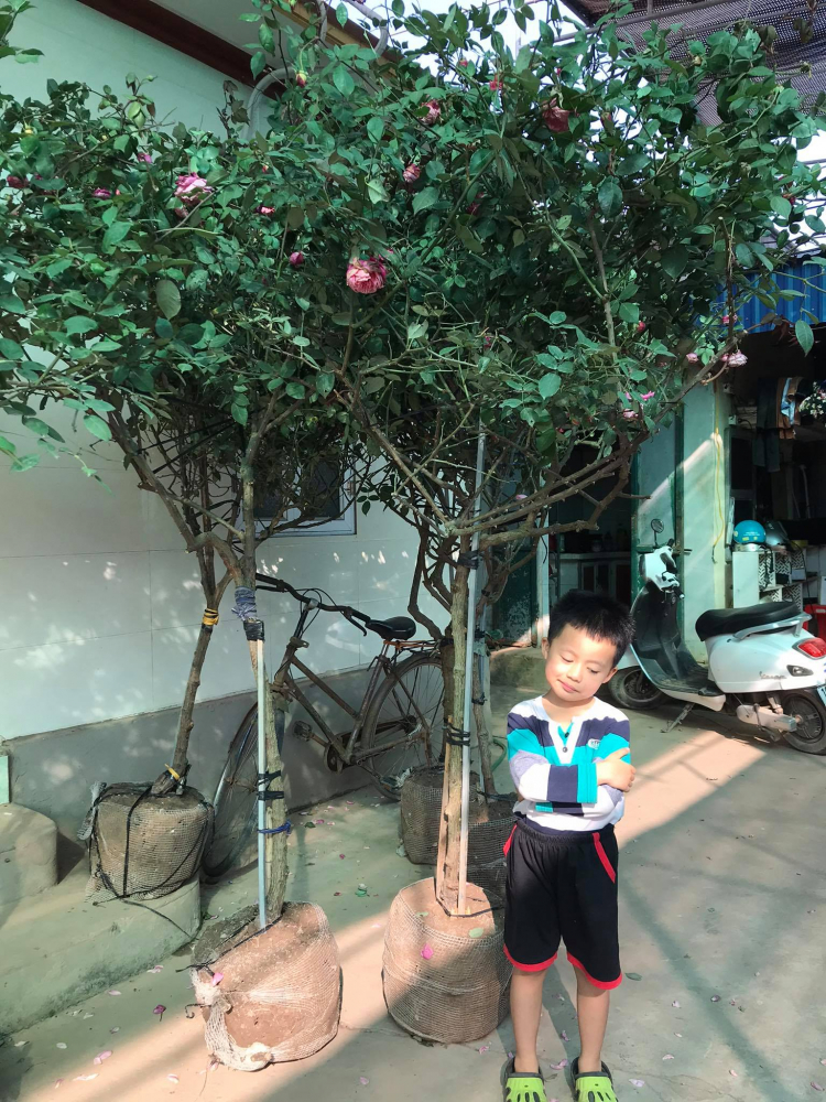 Bài học cho dân tập sự chơi lan mùa Covid19 và chơi cả hồng :P Bài học cho dân tập sự chơi lan mùa Covid19 và chơi cả hồng :P