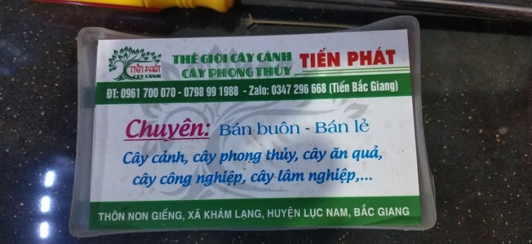 Bài học cho dân tập sự chơi lan mùa Covid19 và chơi cả hồng :P