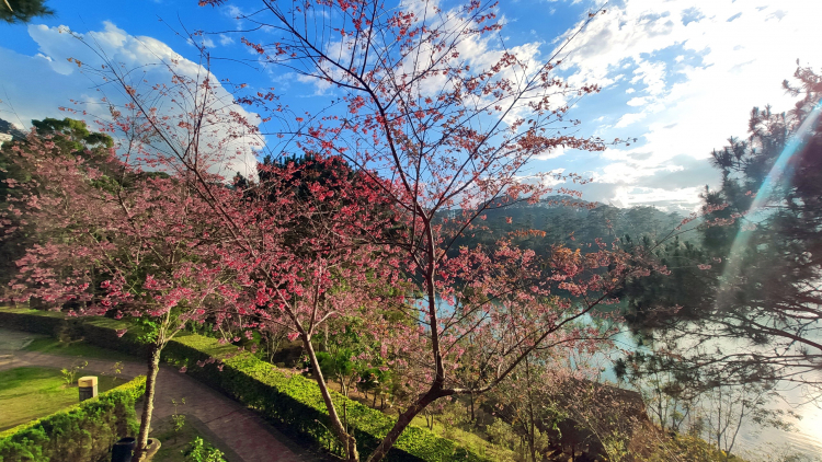Tổng hợp các thớt về DALAT từ A đến Z Tổng hợp các thớt về DALAT từ A đến Z