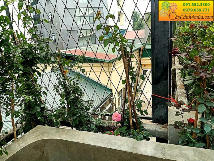 Trồng cây, hoa gì trên sân thượng! Các bác chia sẻ nhé! Trồng cây, hoa gì trên sân thượng! Các bác chia sẻ nhé!