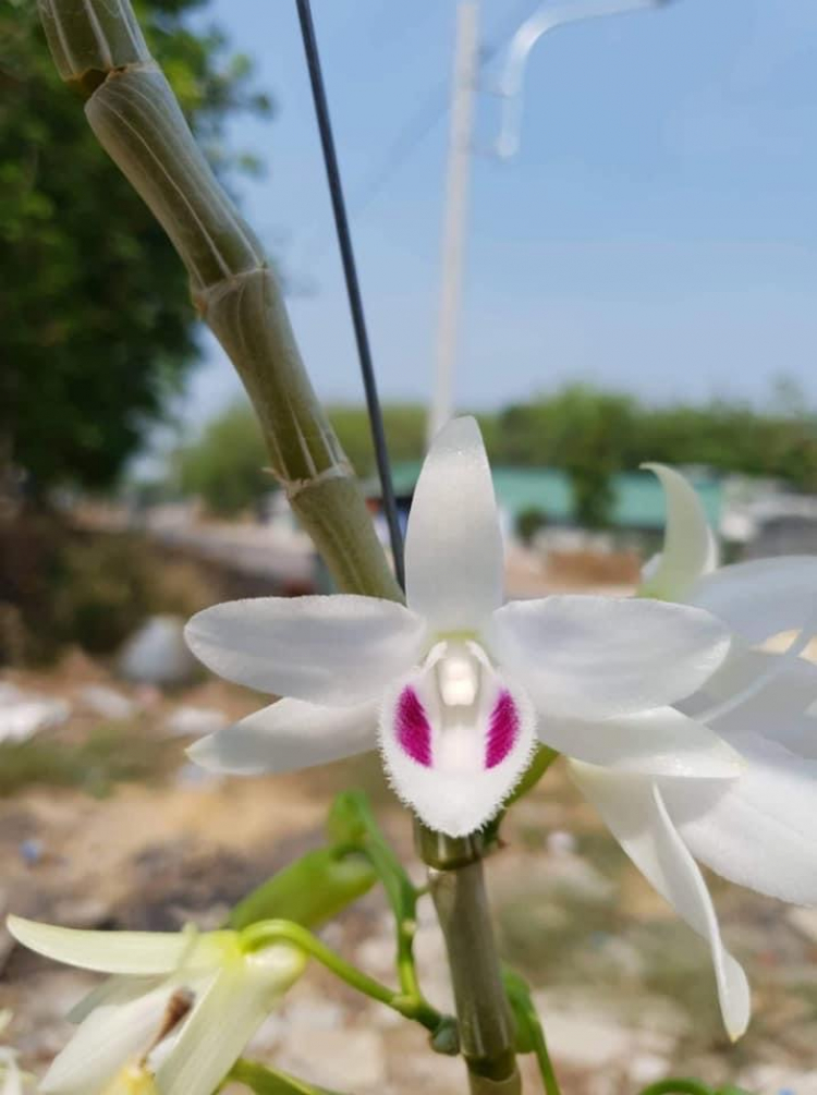 Bài học cho dân tập sự chơi lan mùa Covid19 và chơi cả hồng :P Bài học cho dân tập sự chơi lan mùa Covid19 và chơi cả hồng :P