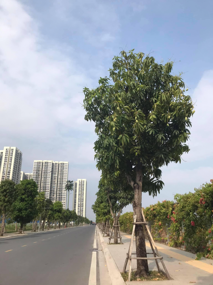 VINHOMES GRAND PARK QUẬN 9 LÀ CÁI “BẪY GẤU” CHO NHỮNG KHÁCH YÊU MÀU HỒNG!
