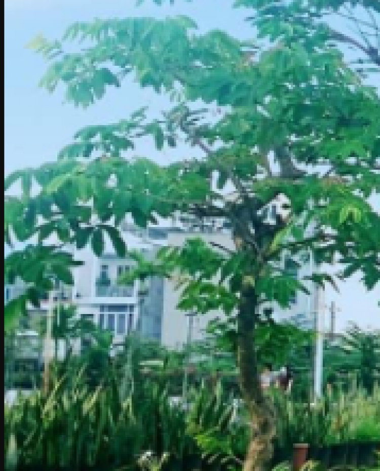 VINHOMES GRAND PARK QUẬN 9 LÀ CÁI “BẪY GẤU” CHO NHỮNG KHÁCH YÊU MÀU HỒNG! VINHOMES GRAND PARK QUẬN 9 LÀ CÁI “BẪY GẤU” CHO NHỮNG KHÁCH YÊU MÀU HỒNG!