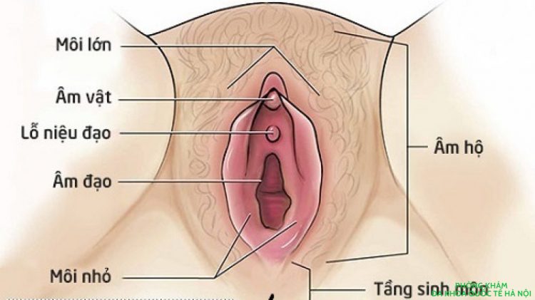 Vết khâu tầng sinh môn bị cứng có gây nguy hiểm cho sức khỏe?