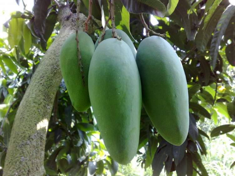 Miền Tây tuyệt vời