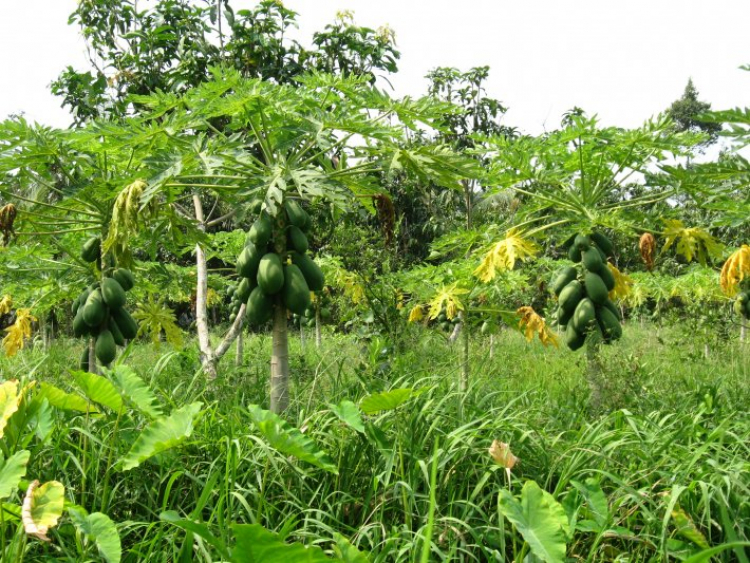 Miền Tây tuyệt vời