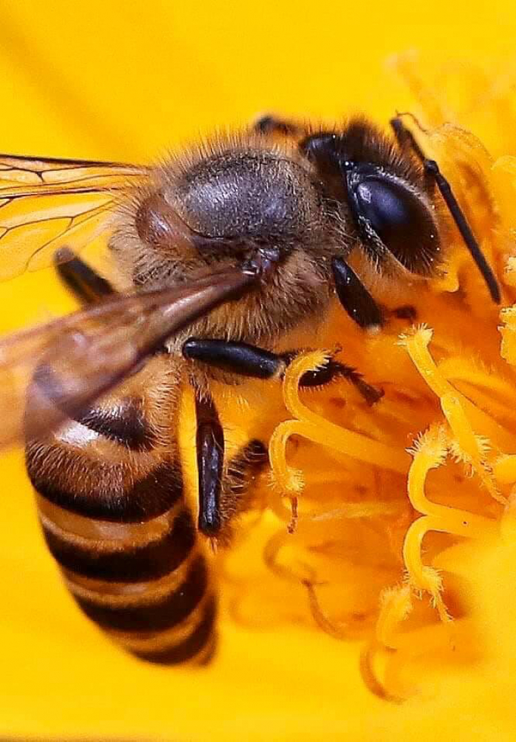 Macro ong mật
