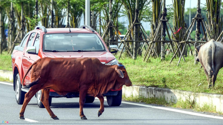 Nguy hiểm khi trâu bò "tham gia giao thông"