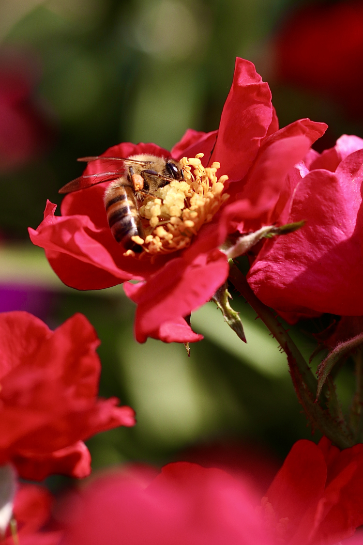 Macro ong mật