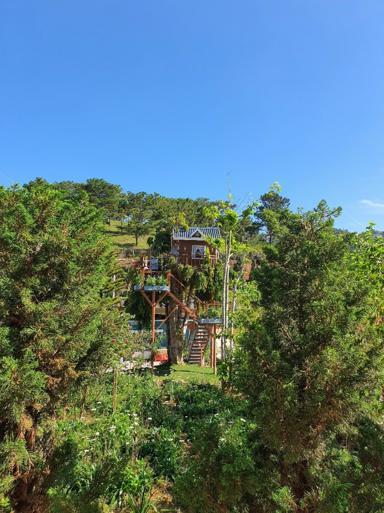 Tổng hợp các thớt về DALAT từ A đến Z Tổng hợp các thớt về DALAT từ A đến Z