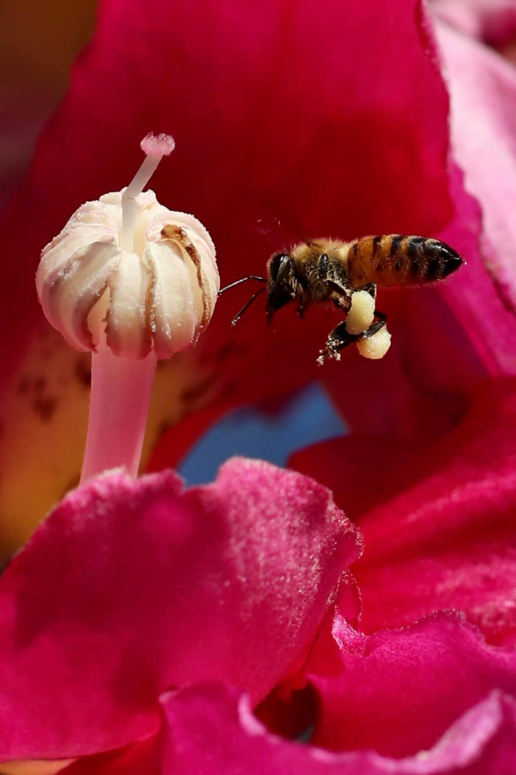 Macro ong mật