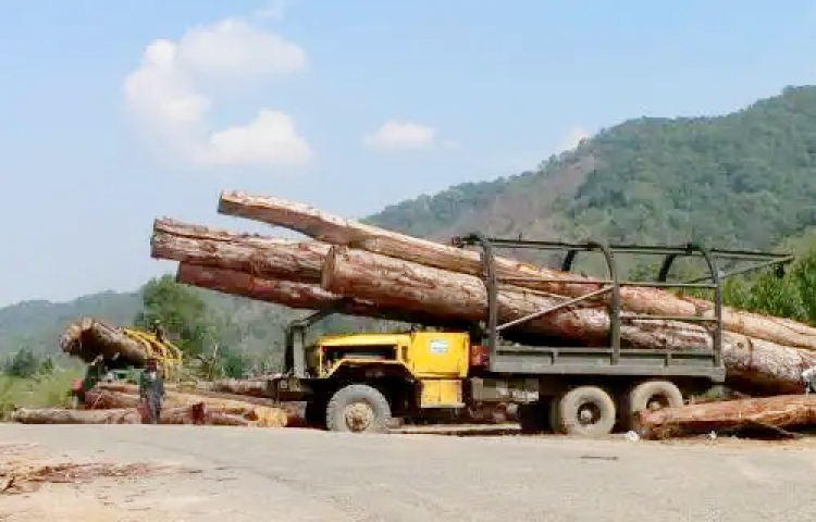 vn-timber.jpg vn-timber.jpg