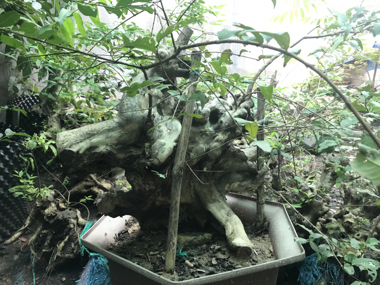 Bonsai cây cảnh - bằng lăng tím lá nhỏ