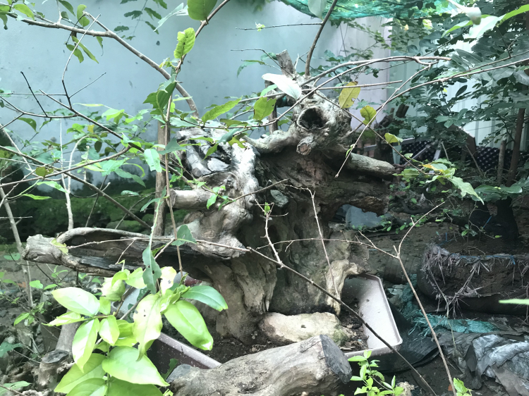 Bonsai cây cảnh - bằng lăng tím lá nhỏ