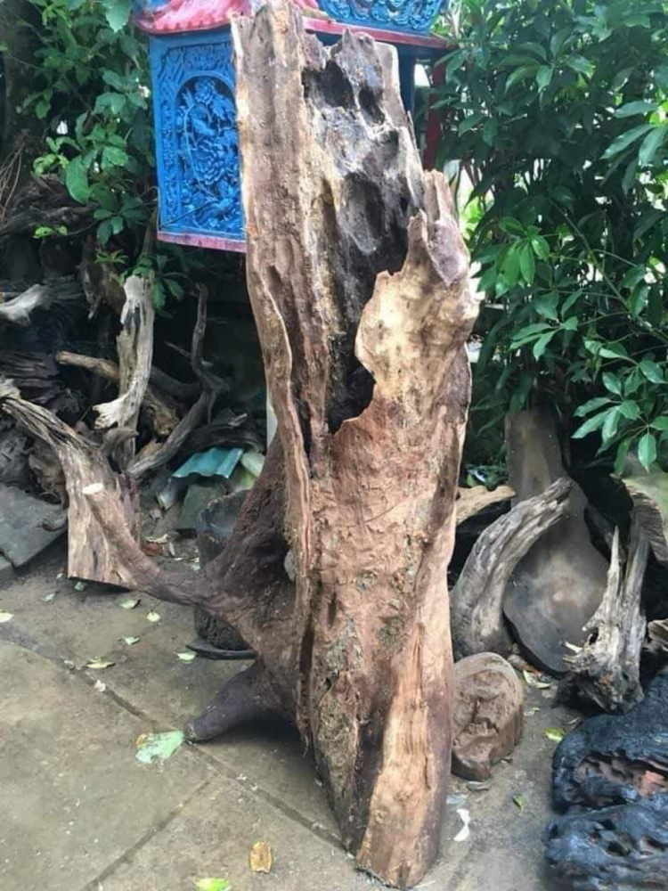 Bonsai cây cảnh - bằng lăng tím lá nhỏ