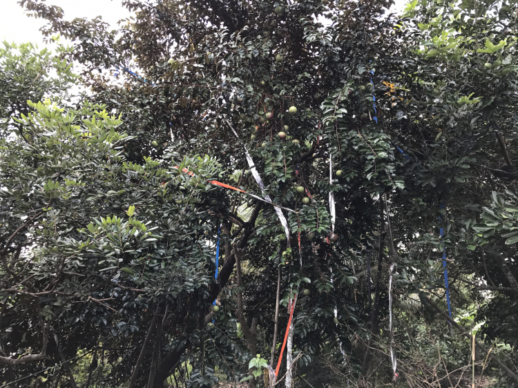 Nhờ Tư Vấn địa điểm du lịch Miền Tây dịp tết Tây ! Nhờ Tư Vấn địa điểm du lịch Miền Tây dịp tết Tây !