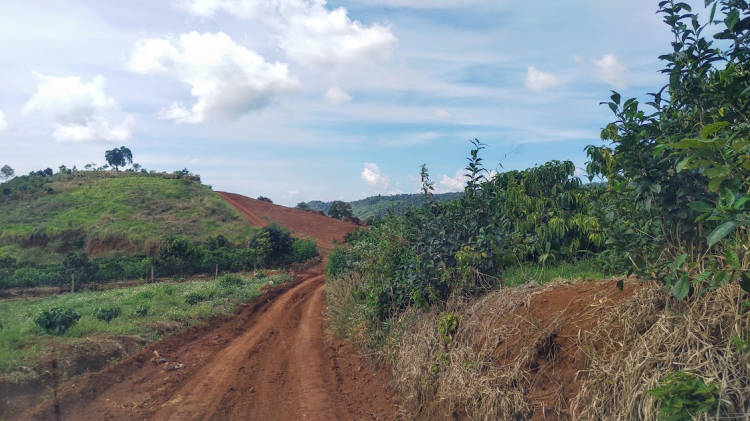 Tổng hợp các thớt về DALAT từ A đến Z Tổng hợp các thớt về DALAT từ A đến Z