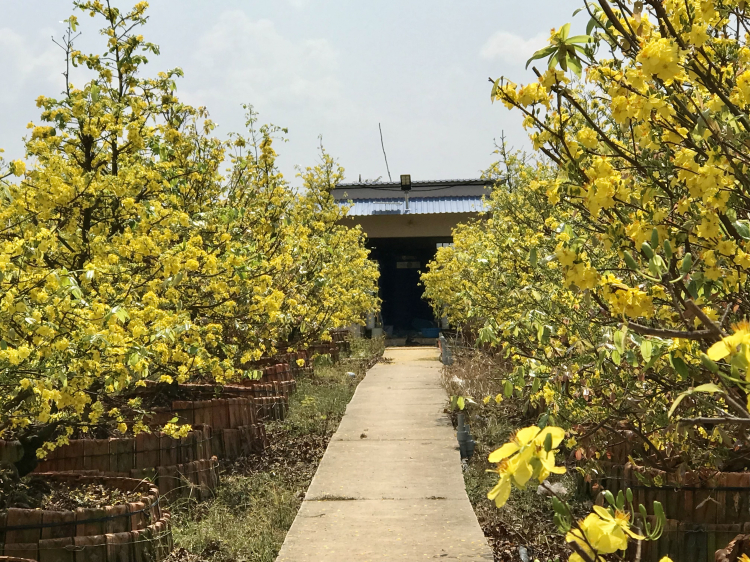 Xuân Nhâm Dần trên đường thiên lý Xuân Nhâm Dần trên đường thiên lý