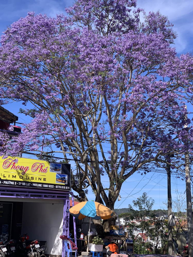 Tour Đà Lạt theo đoàn đua BIWASE CUP