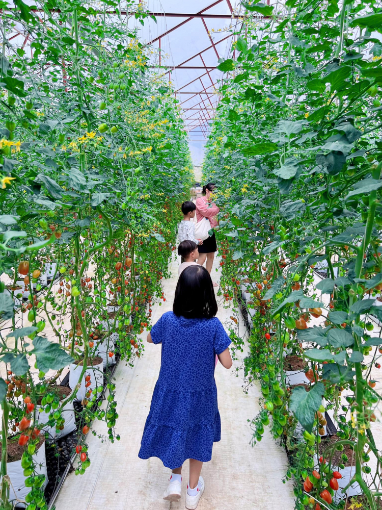 Đà Lạt ngày trở lại Đà Lạt ngày trở lại