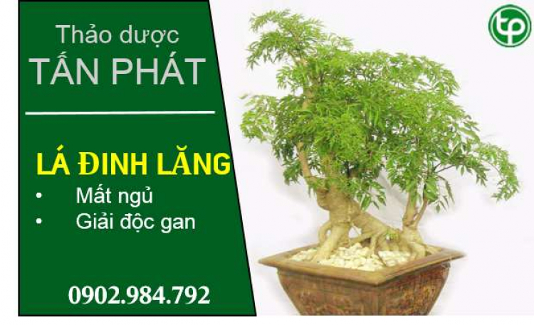 Vị thuốc chất lượng từ lá đinh lăng cho trẻ nhỏ