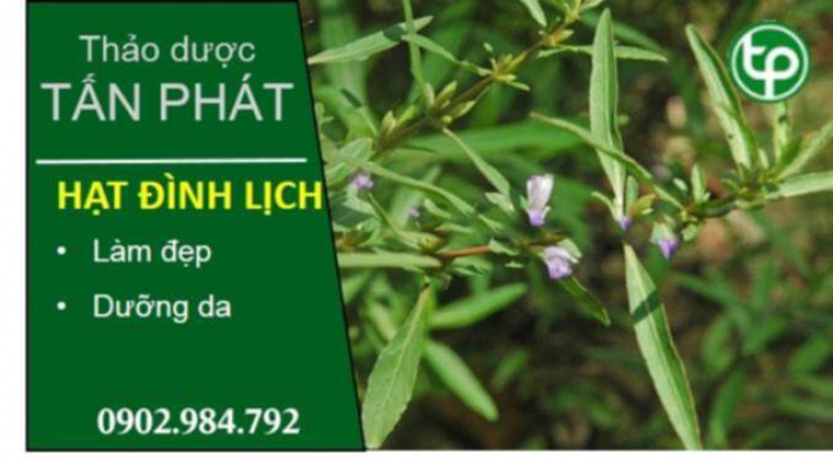 Vị thuốc từ hạt đình lịch làm đẹp da tại nhà