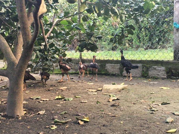 Từ biển Vũng Tầu đến với bãi Môn Phú Yên, suối đá Yăng Khánh Hòa. Từ biển Vũng Tầu đến với bãi Môn Phú Yên, suối đá Yăng Khánh Hòa.
