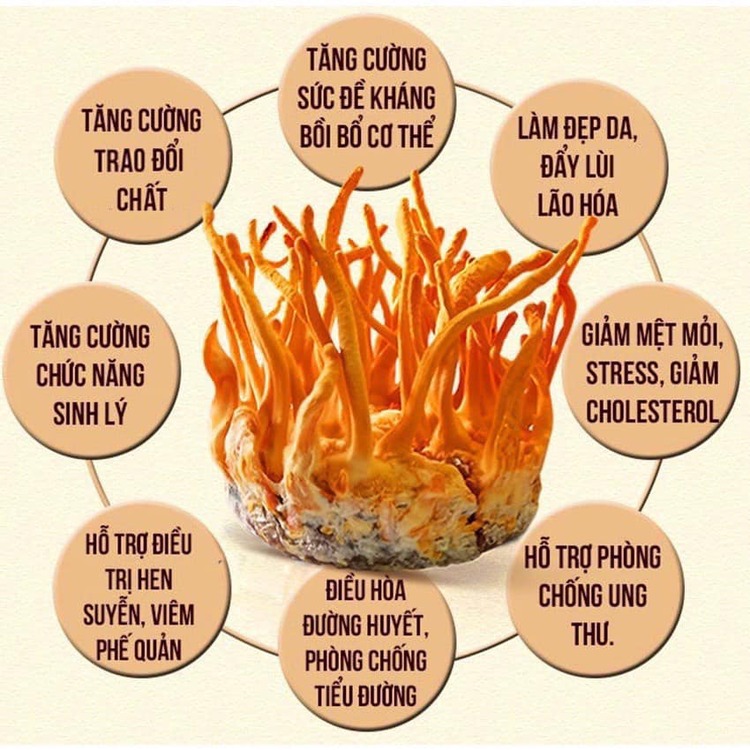 Đông Trùng Hạ Thảo Hector Sâm - Lấy Lại Phong Độ Thời Đôi Mươi Đông Trùng Hạ Thảo Hector Sâm - Lấy Lại Phong Độ Thời Đôi Mươi