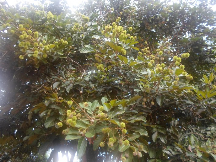 Xuyên Việt Hè 2015 Xuyên Việt Hè 2015