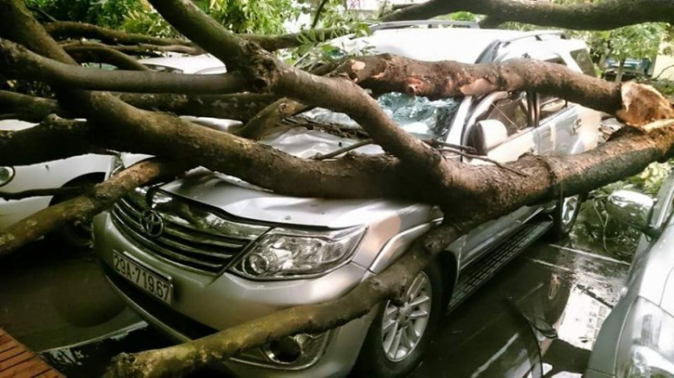 Hàng loạt ô tô Hà Nội bị cây đè sau mưa dông 30 phút