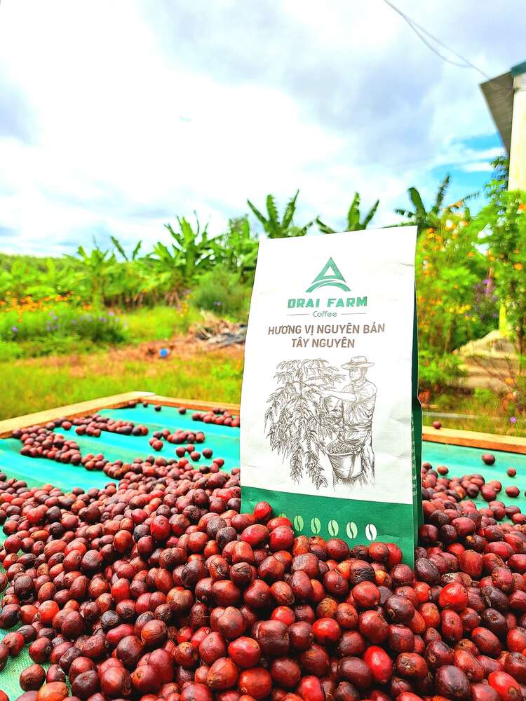 Drai Farm cung cấp cà phê rang mộc, cà phê nguyên chất