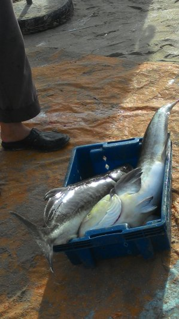 Xác nhận thông tin đi đứng ăn ngũ tại phan thiết Xác nhận thông tin đi đứng ăn ngũ tại phan thiết