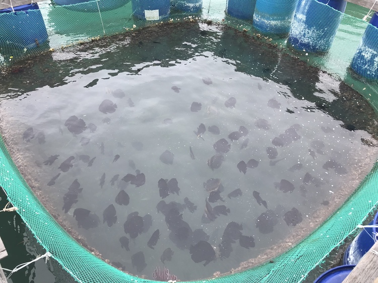 Du lịch Ninh Thuận dịp Tết âm lịch 2023 Du lịch Ninh Thuận dịp Tết âm lịch 2023
