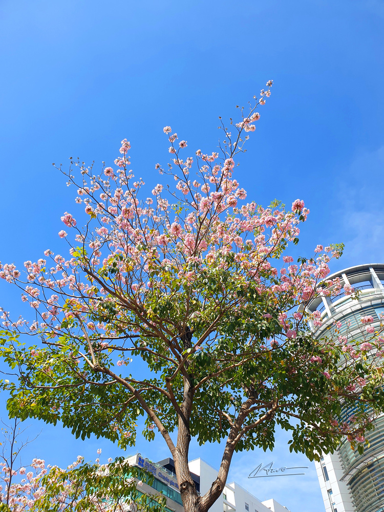 Những con đường đẹp nhất Sài Gòn TP.HCM Những con đường đẹp nhất Sài Gòn TP.HCM