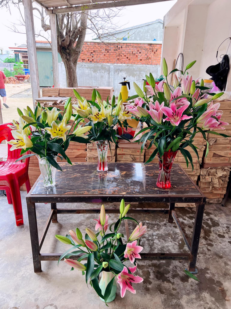 Hành trình về Quê ăn Tết 2023 (Biên Hòa - Đảo Lý Sơn) Hành trình về Quê ăn Tết 2023 (Biên Hòa - Đảo Lý Sơn)