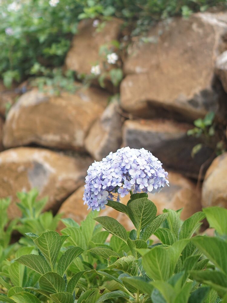 Amoris Garden - Quán cafe bình yên trên đồi thông