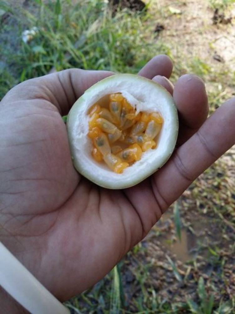 2 ngày ở Tuyệt Tình Cốc 2 ngày ở Tuyệt Tình Cốc