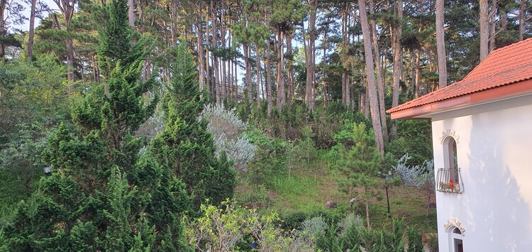 Tổng hợp các thớt về DALAT từ A đến Z Tổng hợp các thớt về DALAT từ A đến Z