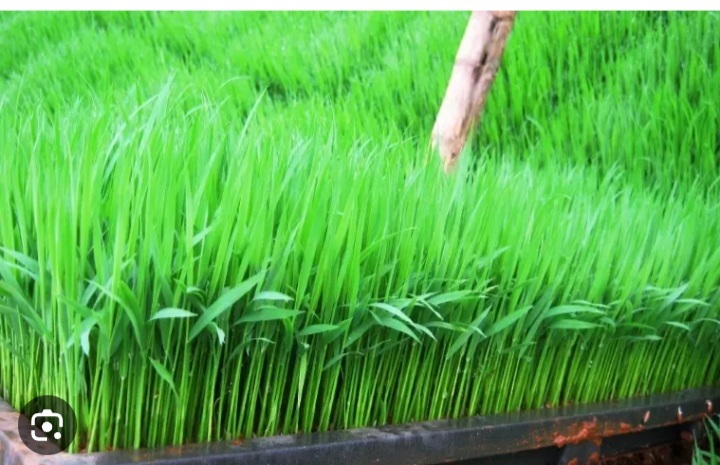 Đăng kiểm bắt sai màu xe vô lý dù xe Zin Đăng kiểm bắt sai màu xe vô lý dù xe Zin