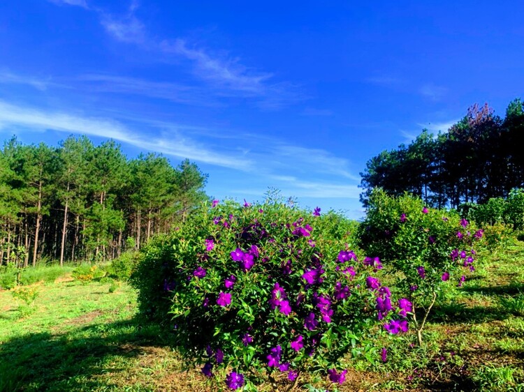 BĐS Đà Lạt- Mua đâu cách Đà Lạt, sân bay 20km?