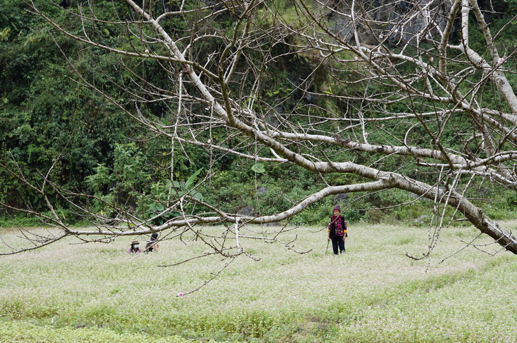 Hà Giang - Miền thương nhớ! Mã Pì Lèn, sông Nho Quế, Đồng Văn; Đi mùa Xuân vẫn là mùa đẹp nhất