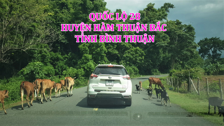 TVH's pic - Quoc lo 28, huyen Ham Thuan Bac, tinh Binh Thuan cover - 030923.jpg TVH's pic - Quoc lo 28, huyen Ham Thuan Bac, tinh Binh Thuan cover - 030923.jpg
