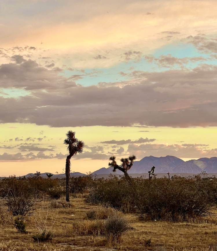 Chiều rơi trên sa mạc Mojave