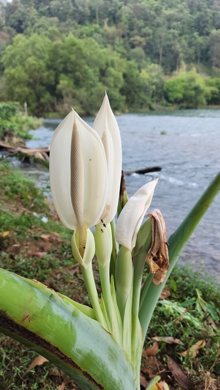 Suối La Ngâu - Tánh Linh  - Bình Thuận - 2 ngày 1 đêm - Camping sẽ thế nào