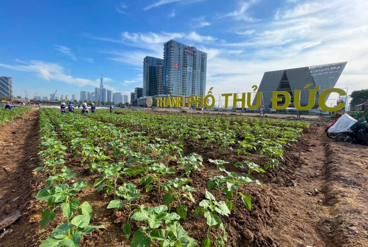 The Metropole Thủ Thiêm: Những vấn đề về pháp lý, rủi ro và có nên đầu tư?