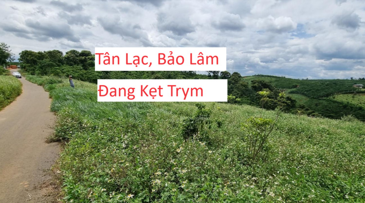 Hậu "cơn lốc" sốt đất tại Bảo Lộc, có nên đầu tư hay không? Hậu "cơn lốc" sốt đất tại Bảo Lộc, có nên đầu tư hay không?