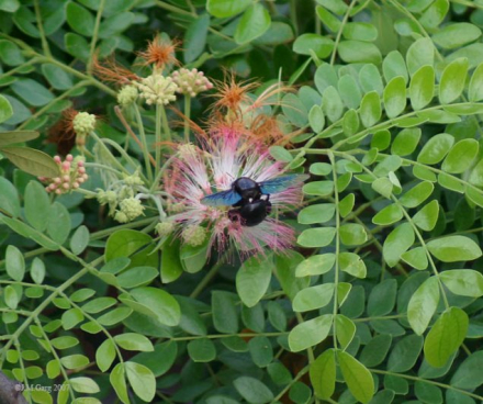 Flower_&_flower_buds-_Samanea_saman_I_IMG_3407.jpg