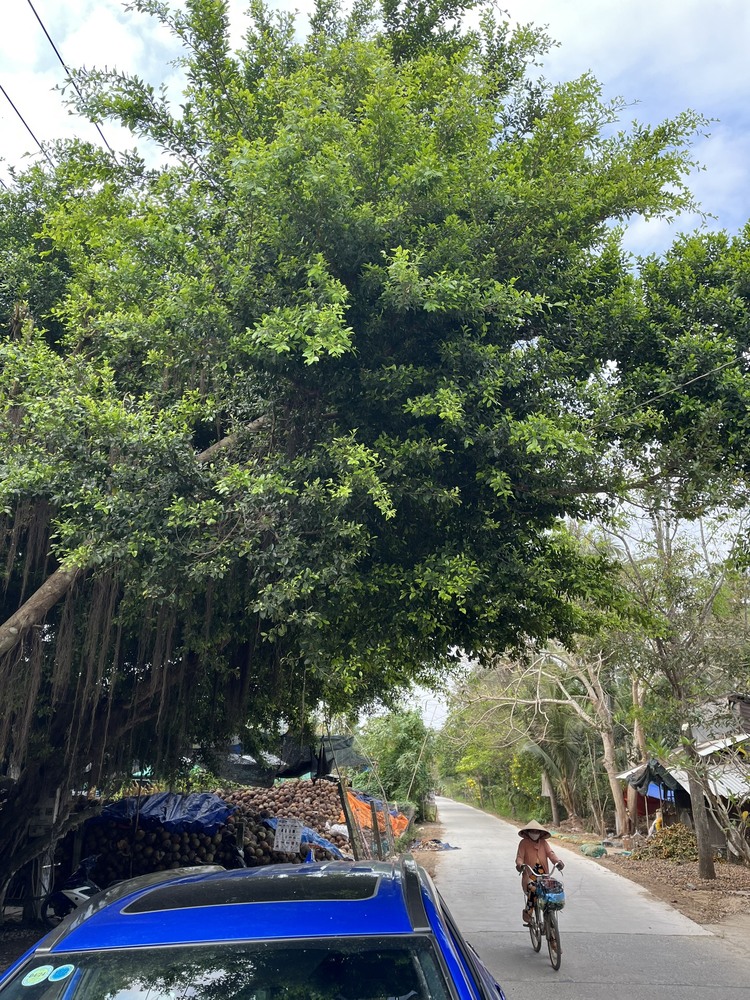 Ba ơi mình đi đâu thế? 4N3Đ Đồng Tháp, Vĩnh Long, Trà Vinh, Bến Tre .. những đặc sản miền Tây ngon